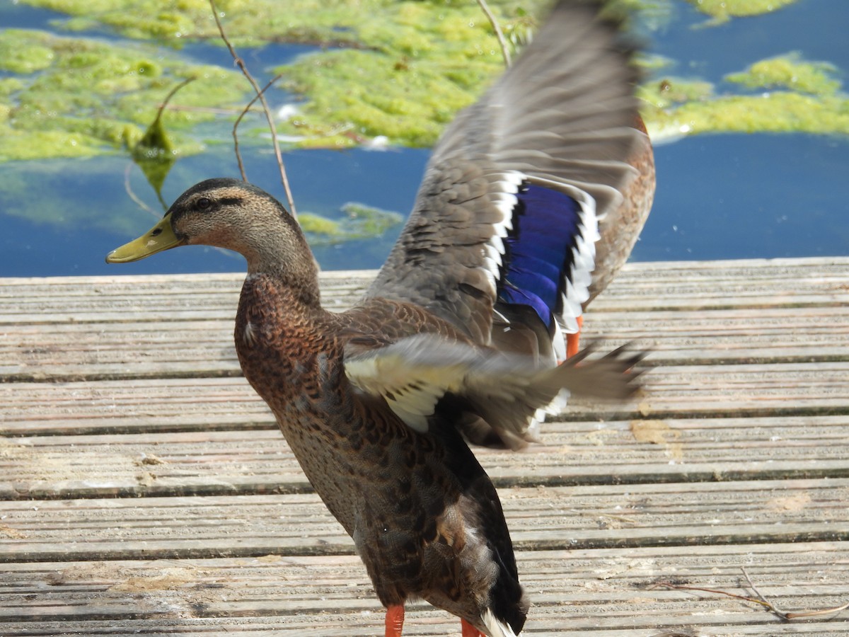 Зэрлэг нугас - ML622710820