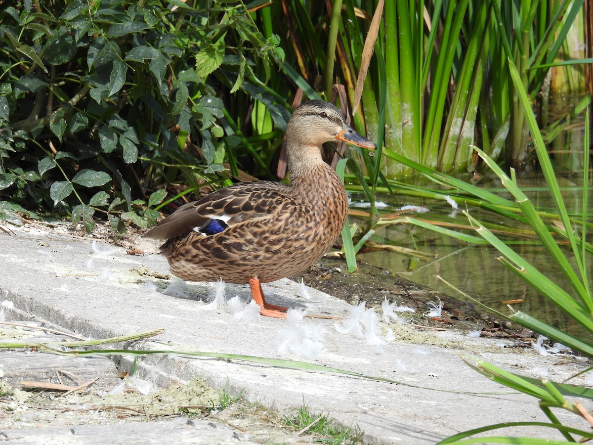 Зэрлэг нугас - ML622710841