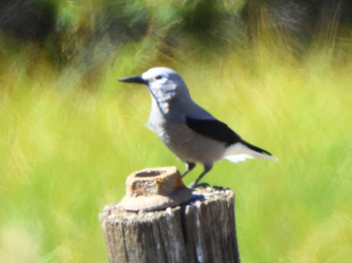 Clark's Nutcracker - ML622710850
