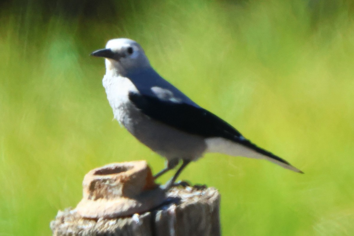 Clark's Nutcracker - ML622710851