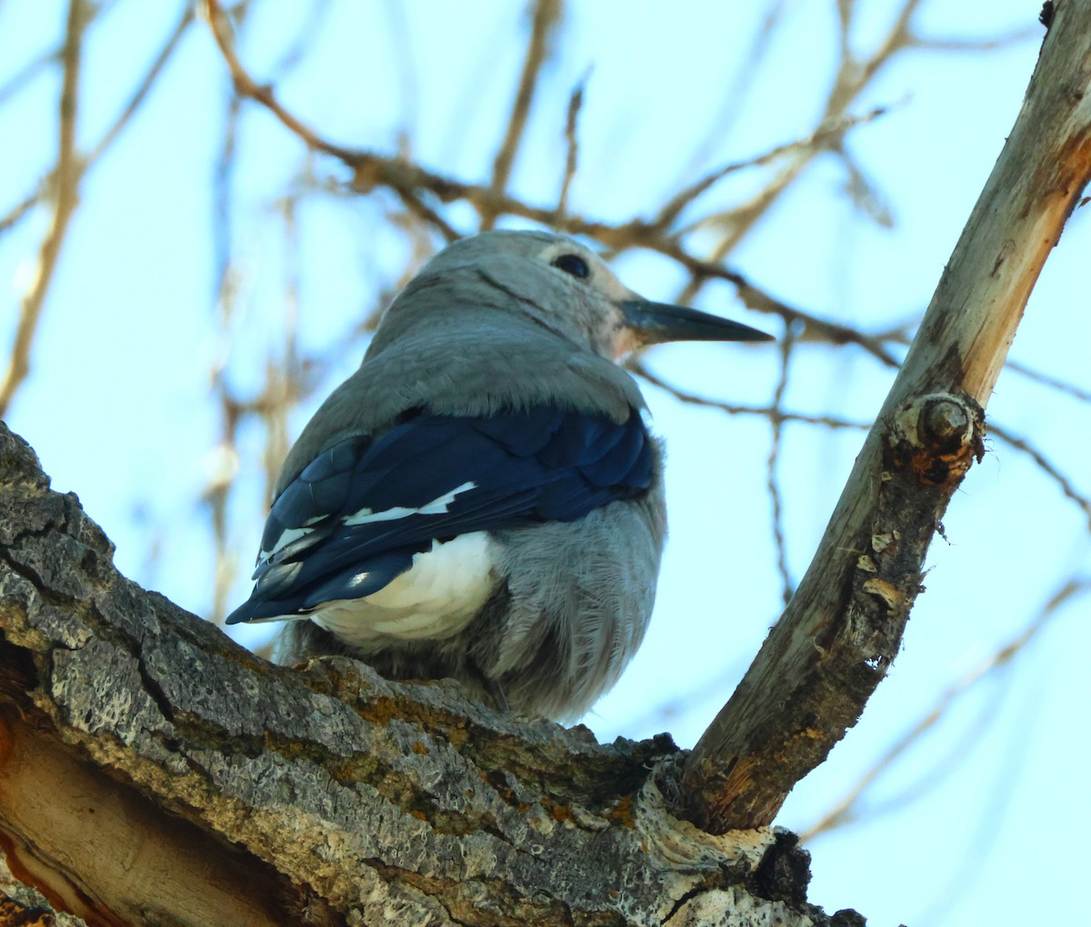 Clark's Nutcracker - ML622710852