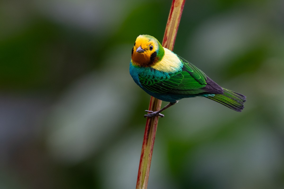 Multicolored Tanager - Brandon Nidiffer