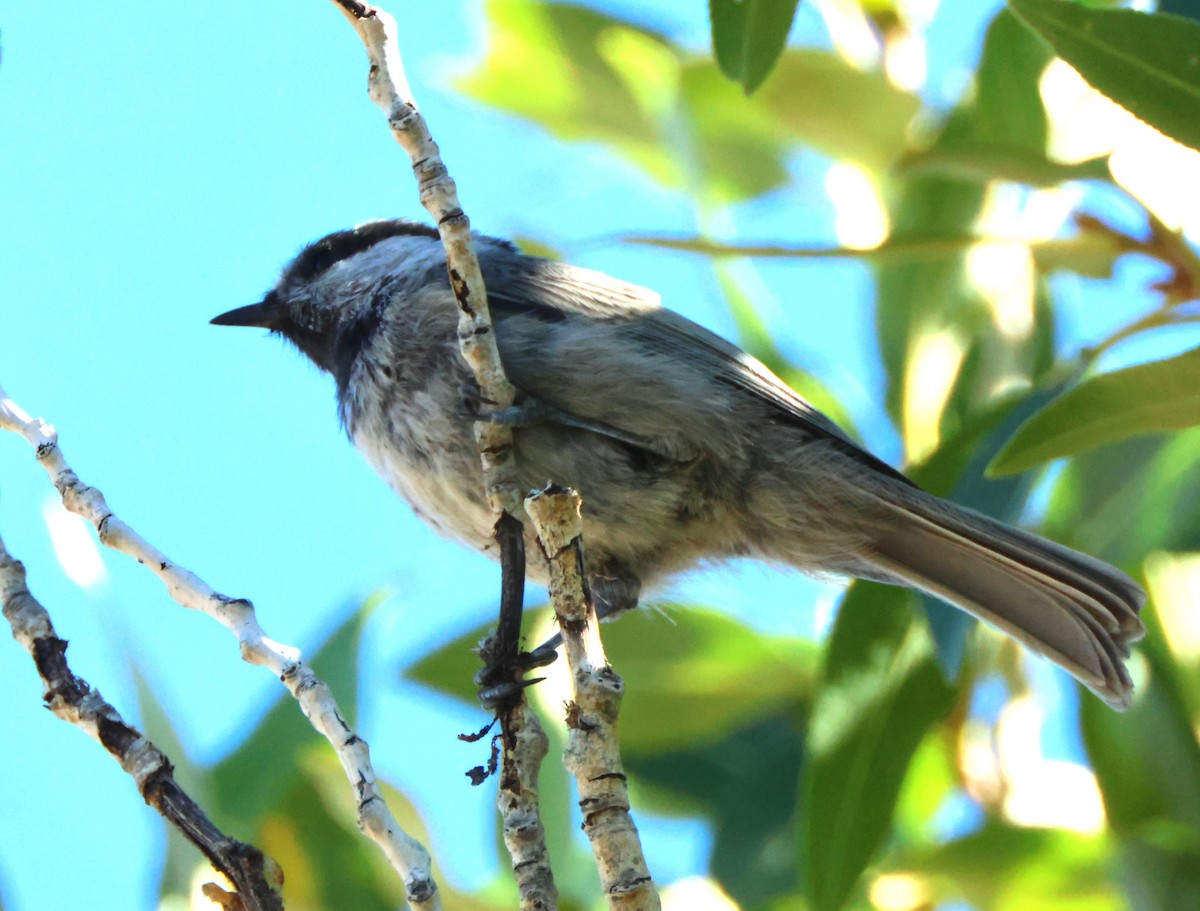 Mountain Chickadee - ML622710898