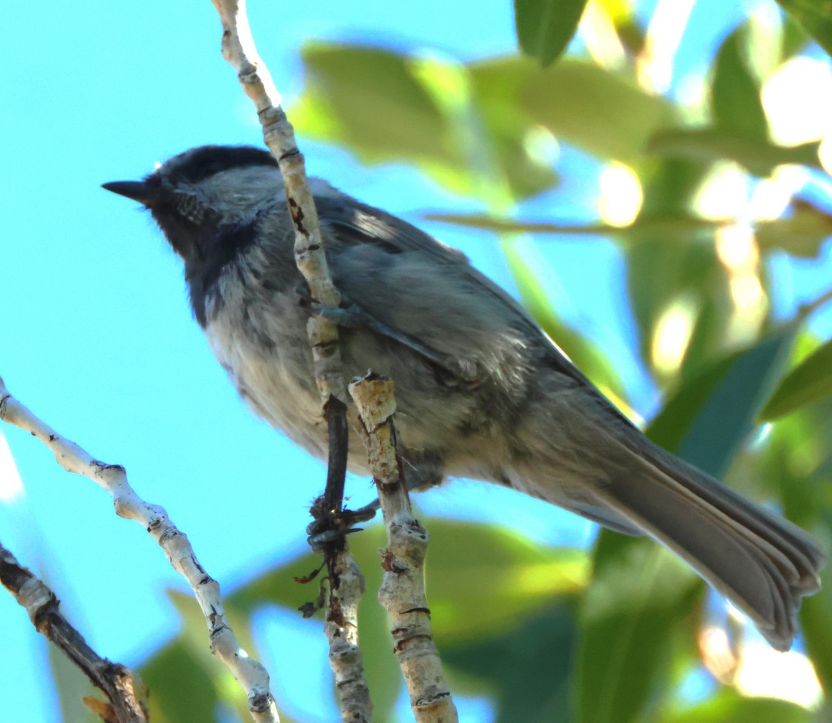 Mountain Chickadee - ML622710899