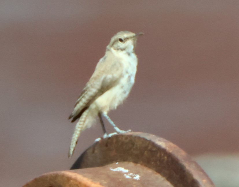 Rock Wren - ML622710928