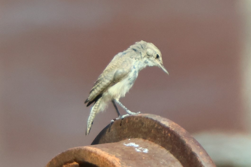 Rock Wren - ML622710929