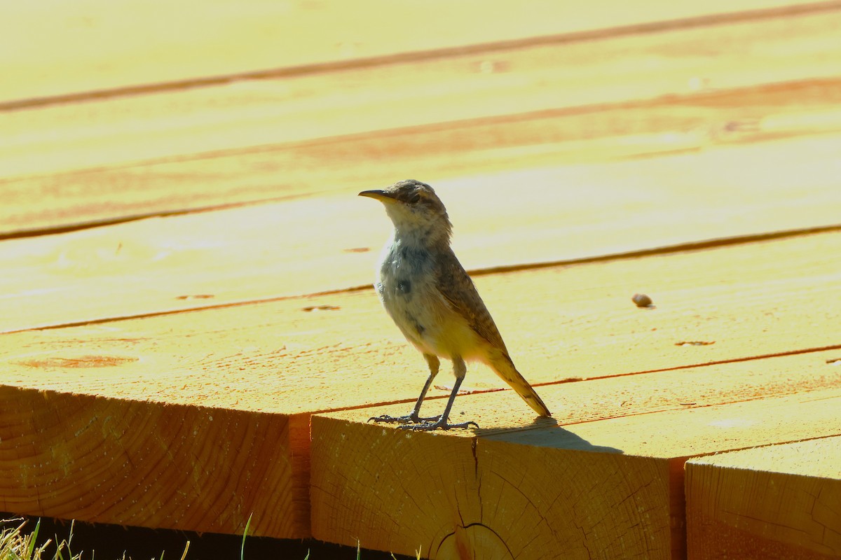 Rock Wren - ML622710930