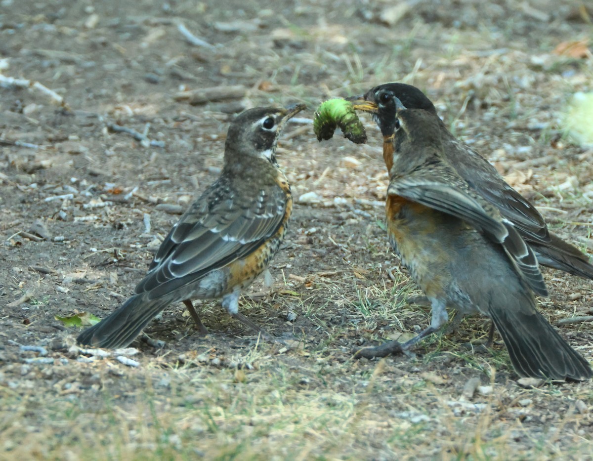 American Robin - ML622710968
