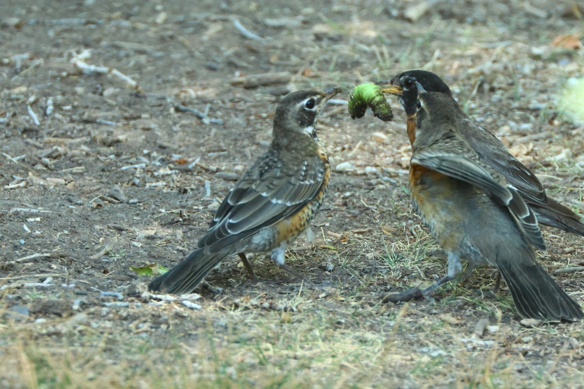 American Robin - ML622711040