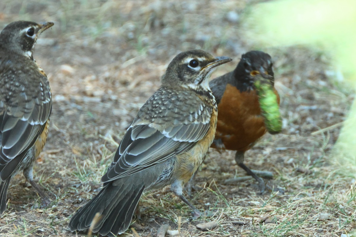 American Robin - ML622711041