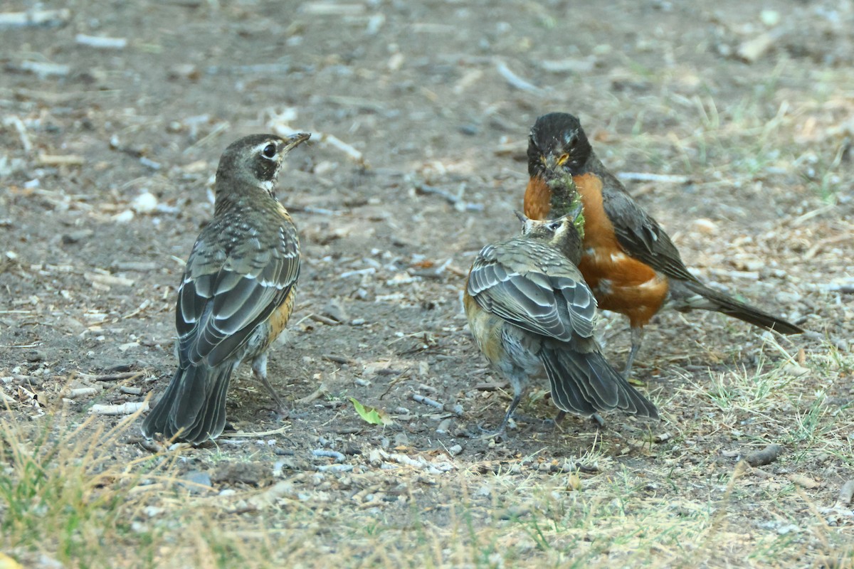 American Robin - ML622711042