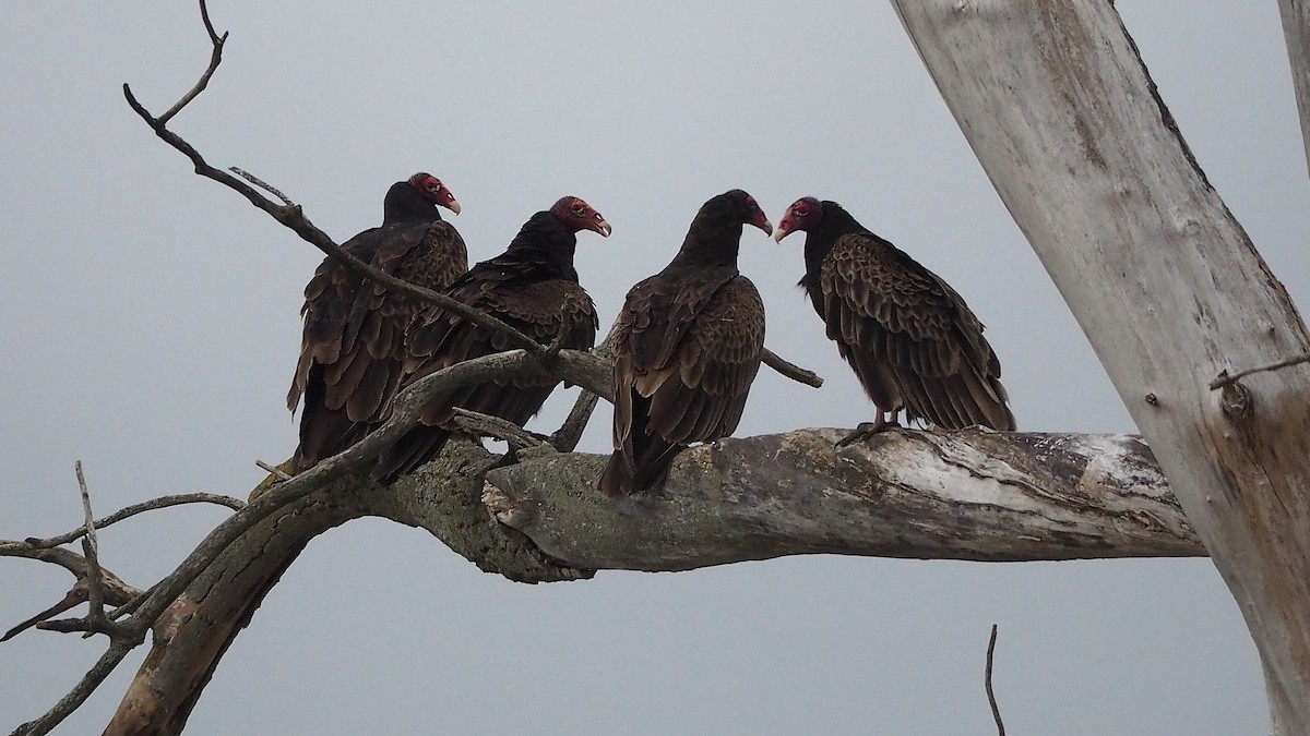 Turkey Vulture - ML622711057