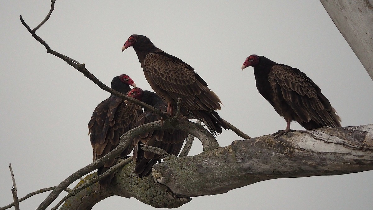 Turkey Vulture - ML622711058