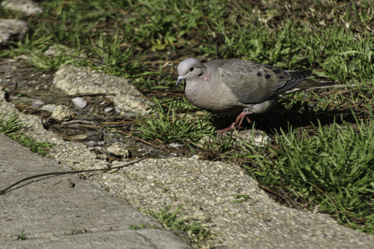 Eared Dove - Loreto Cooper