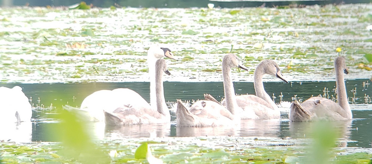 Cygne tuberculé - ML622711075