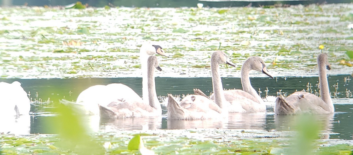 Mute Swan - ML622711075