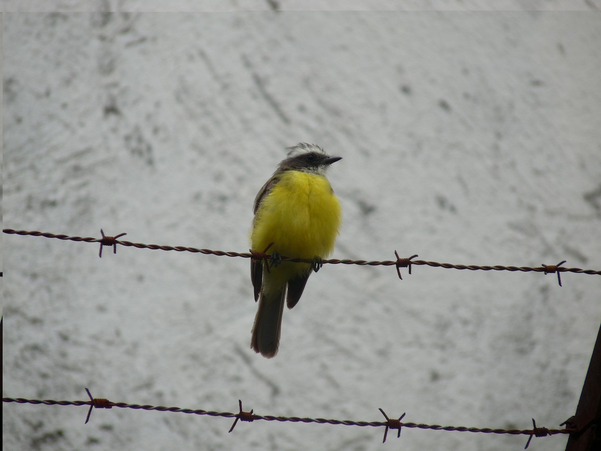 Social Flycatcher - ML62271121