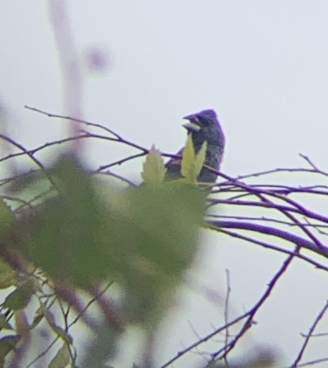 papežík modrý - ML622711296