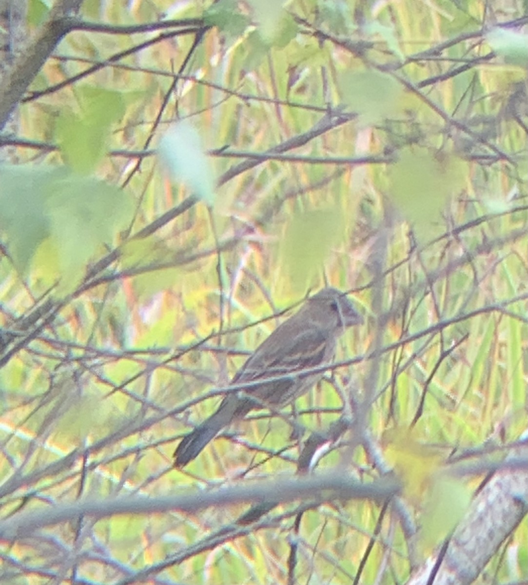 papežík modrý - ML622711297