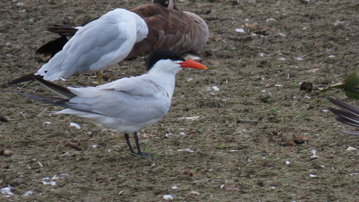 Caspian Tern - Ryan Lesniewicz