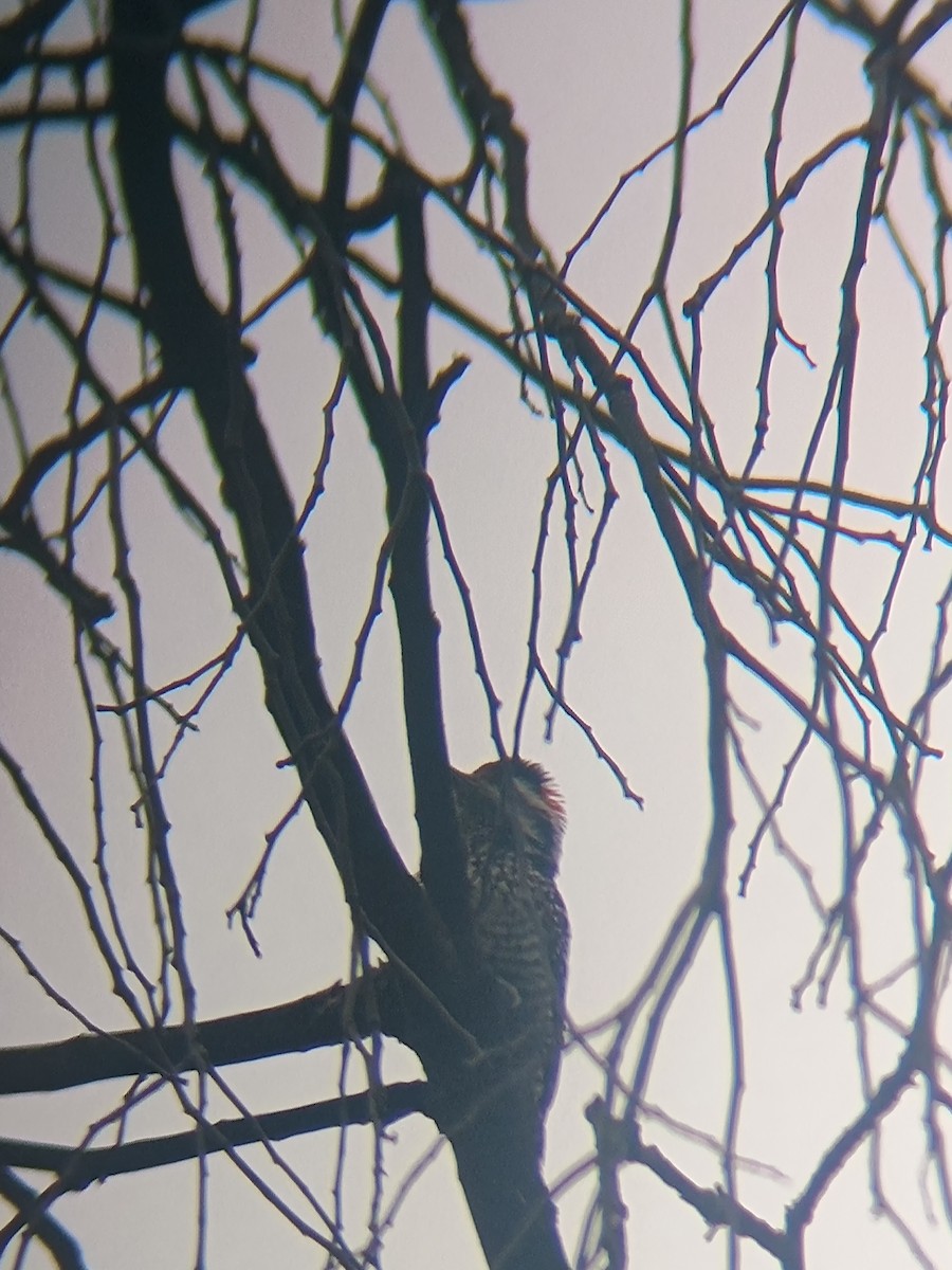 Striped Woodpecker - ML622711306