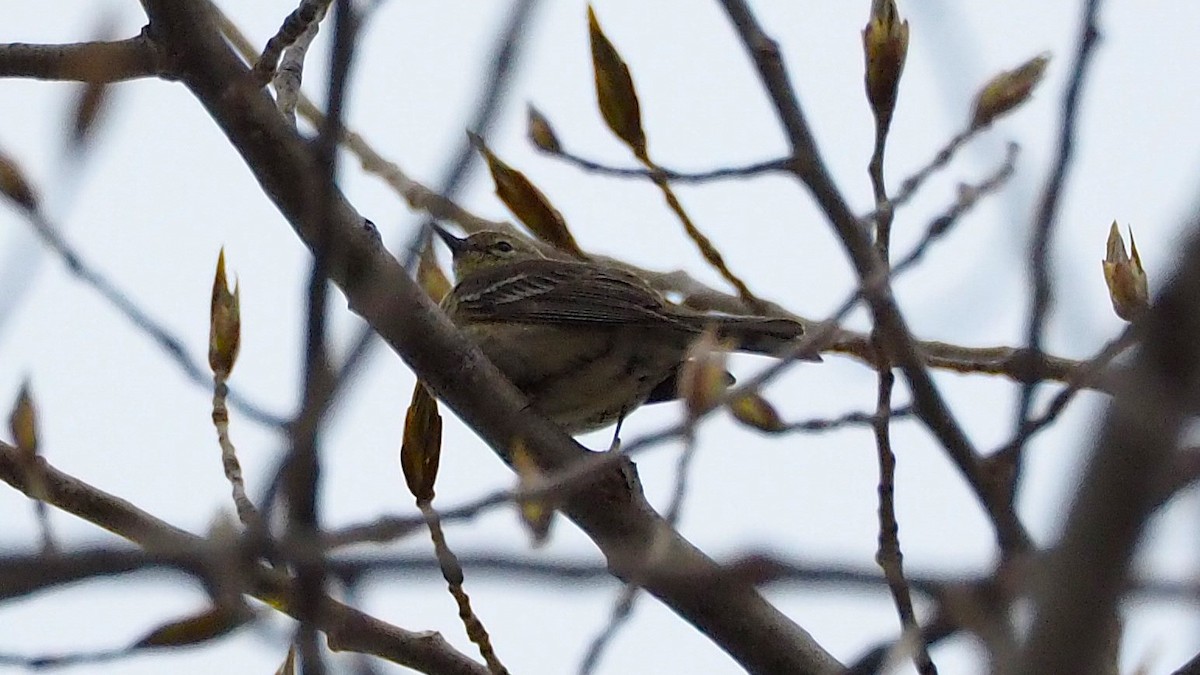 Pine Warbler - Ken MacDonald