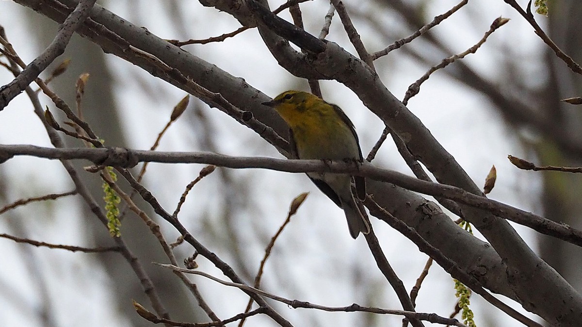 Pine Warbler - Ken MacDonald