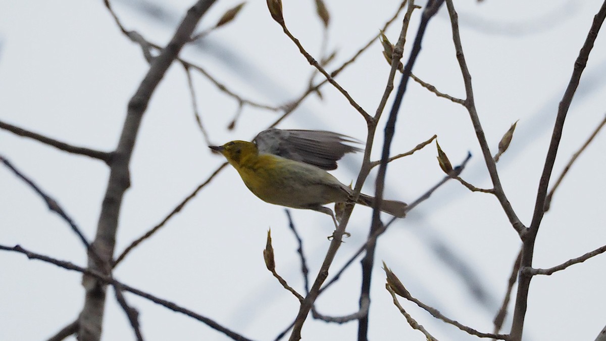 Pine Warbler - ML622711329