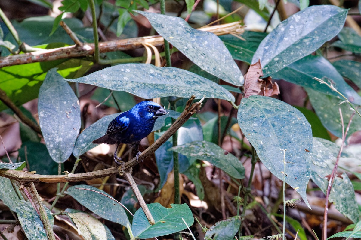 Blue Bunting - ML622711335