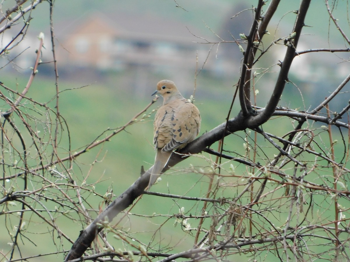 Mourning Dove - Nathaniel Cooley