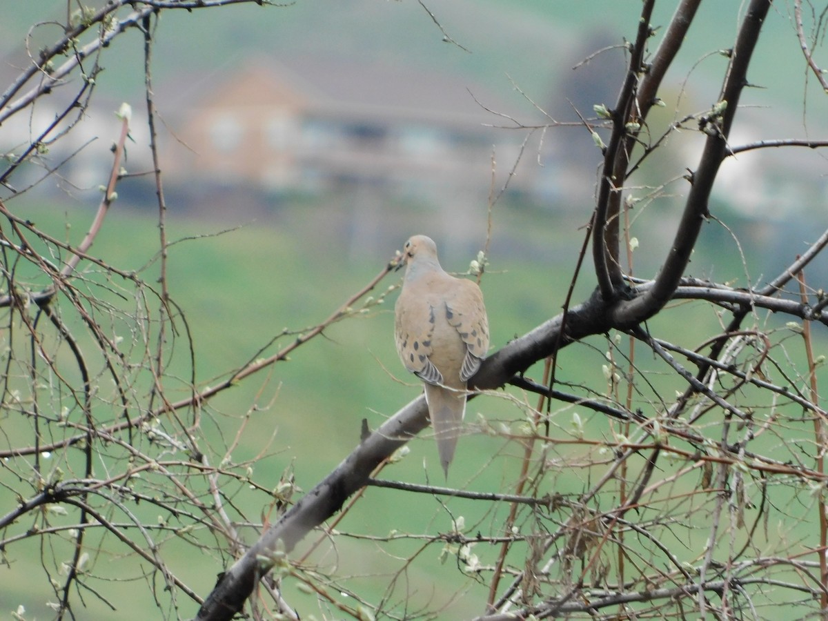 Mourning Dove - Nathaniel Cooley