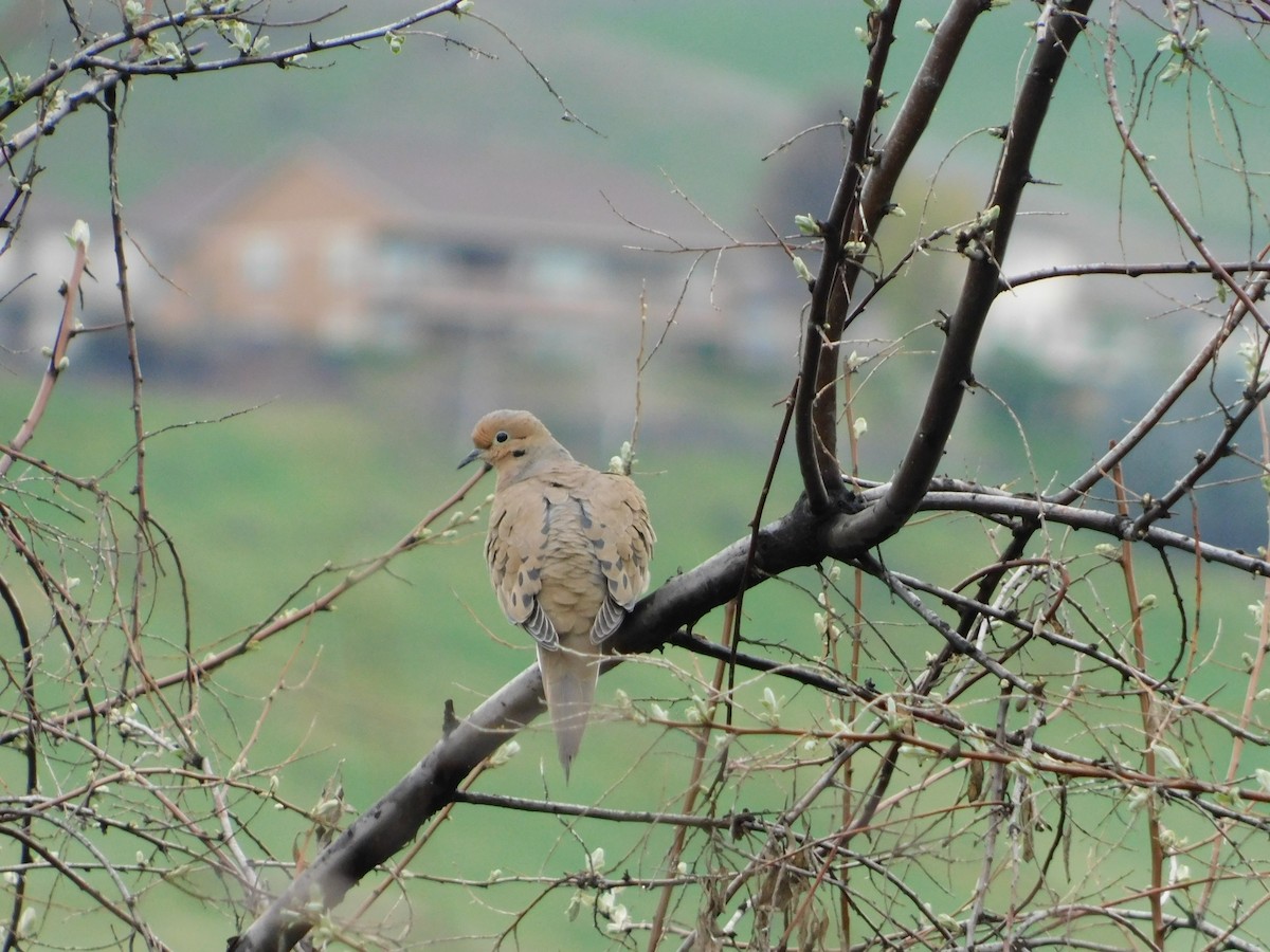 Mourning Dove - ML622711362