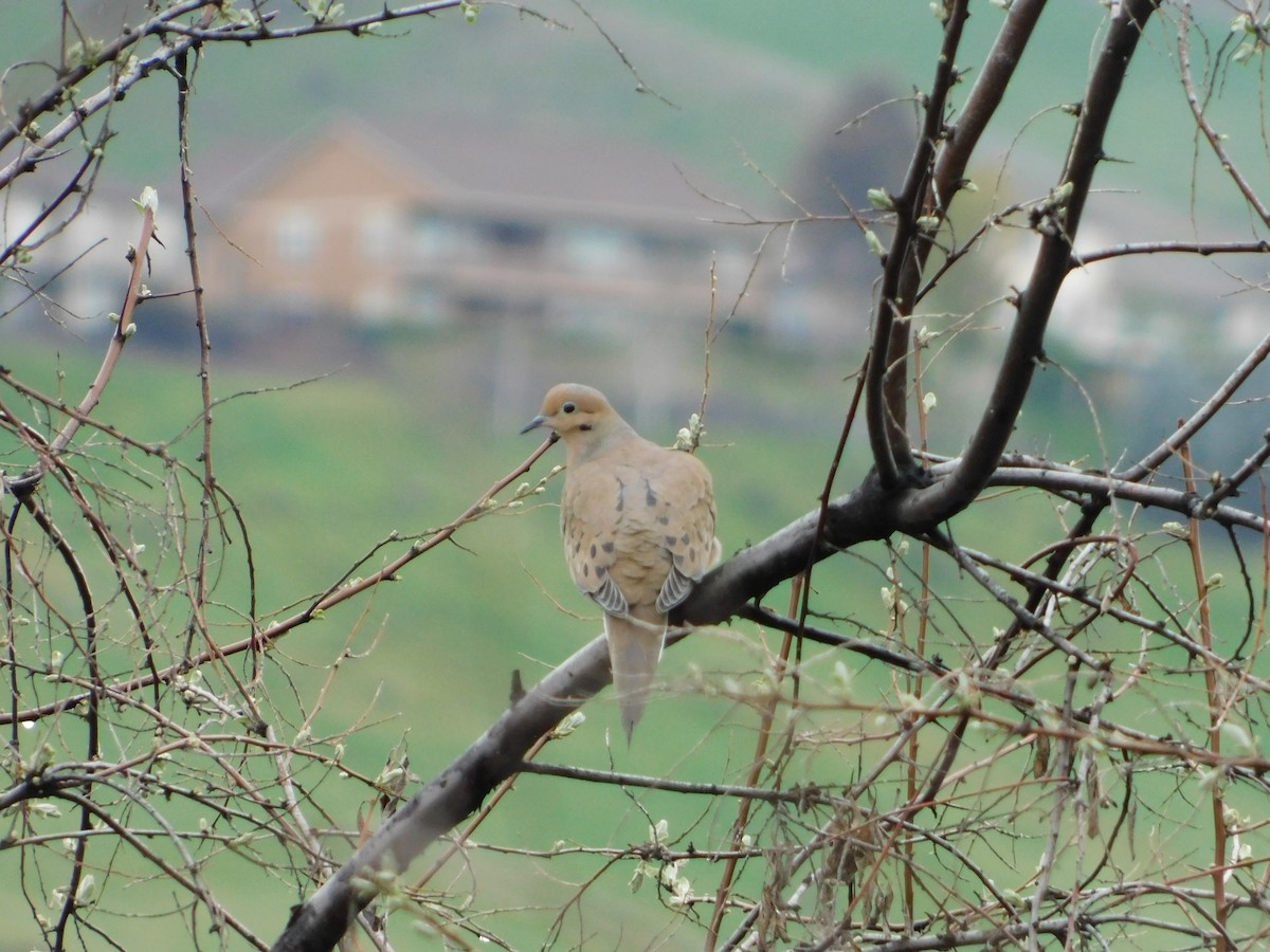 Mourning Dove - ML622711363