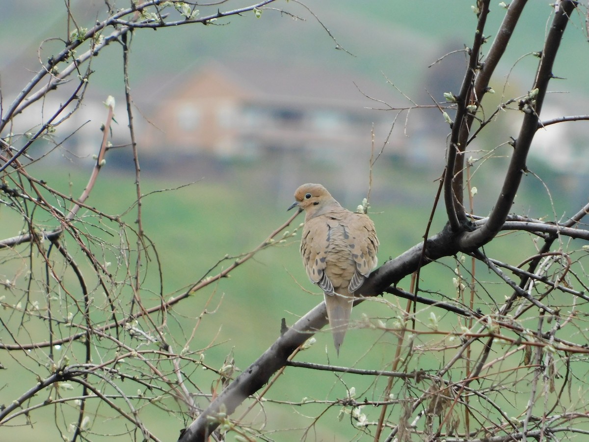 Mourning Dove - ML622711364