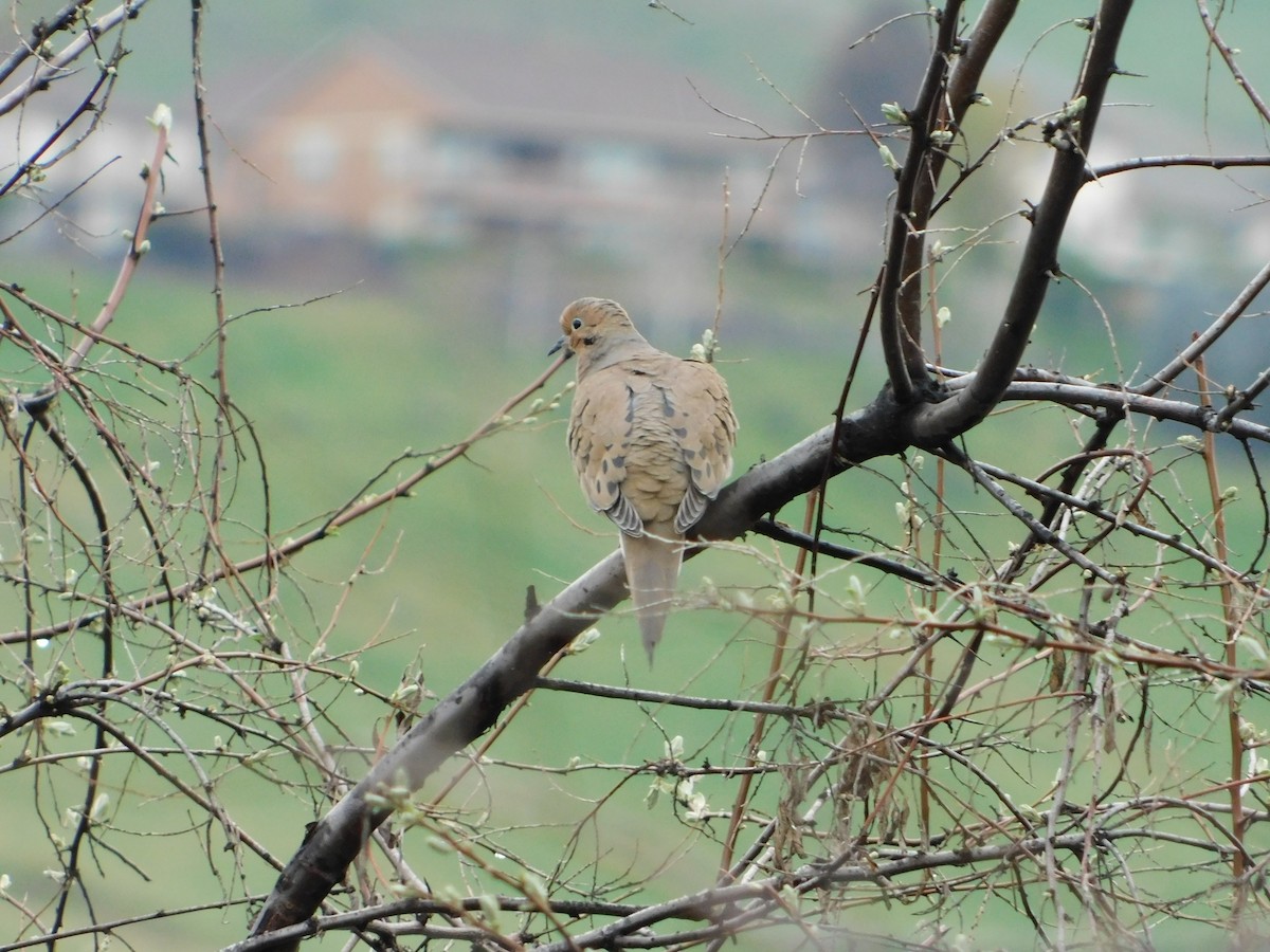 Mourning Dove - ML622711365