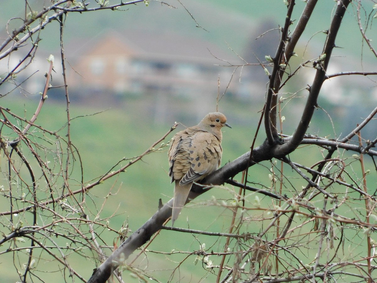 Mourning Dove - ML622711366