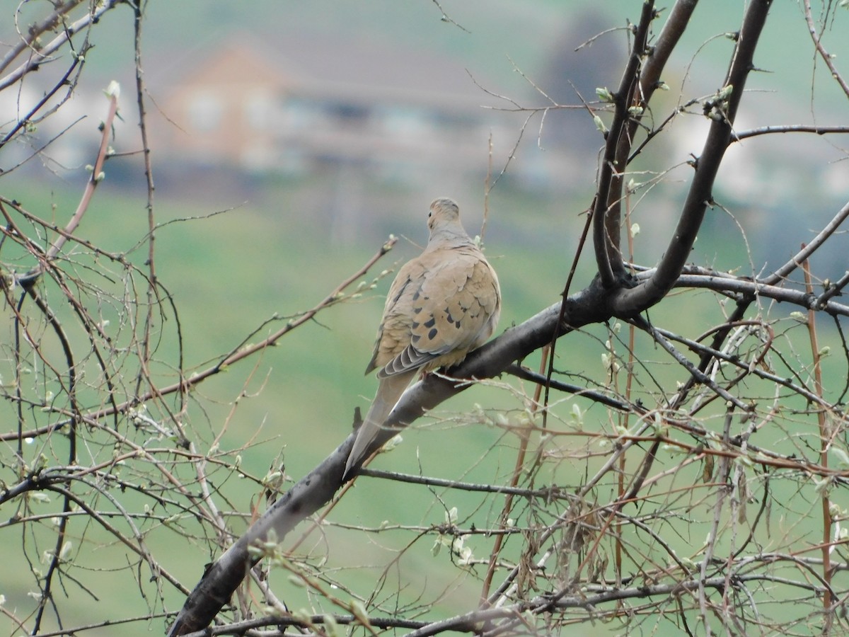 Mourning Dove - ML622711367