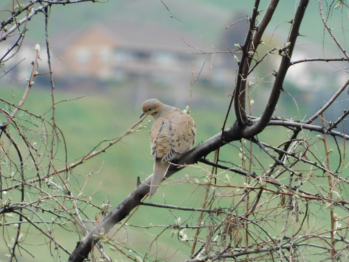 Mourning Dove - ML622711368