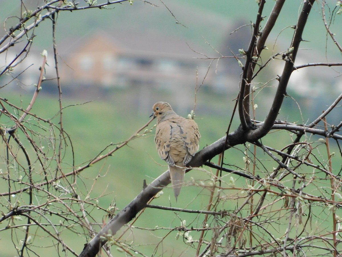 Mourning Dove - Nathaniel Cooley