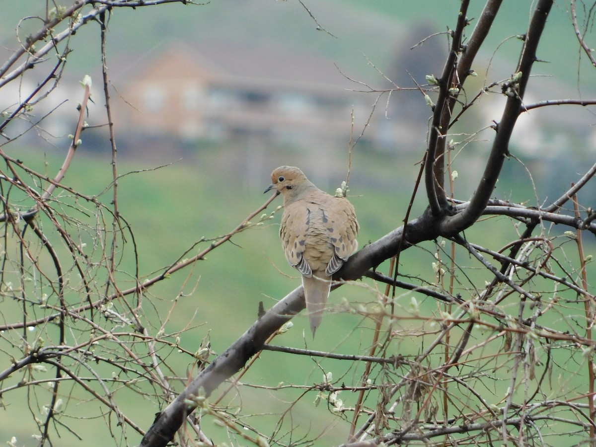 Mourning Dove - Nathaniel Cooley