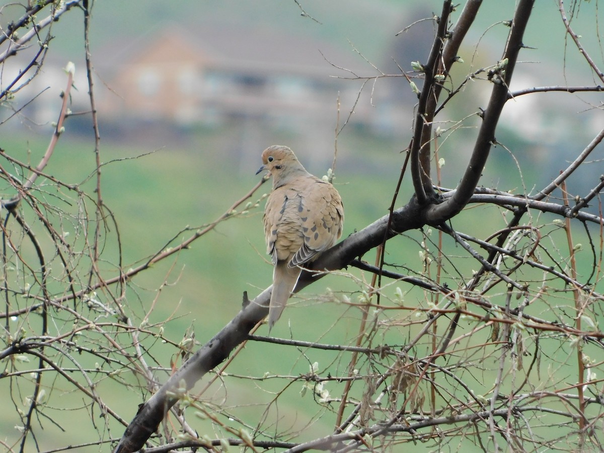 Mourning Dove - ML622711371