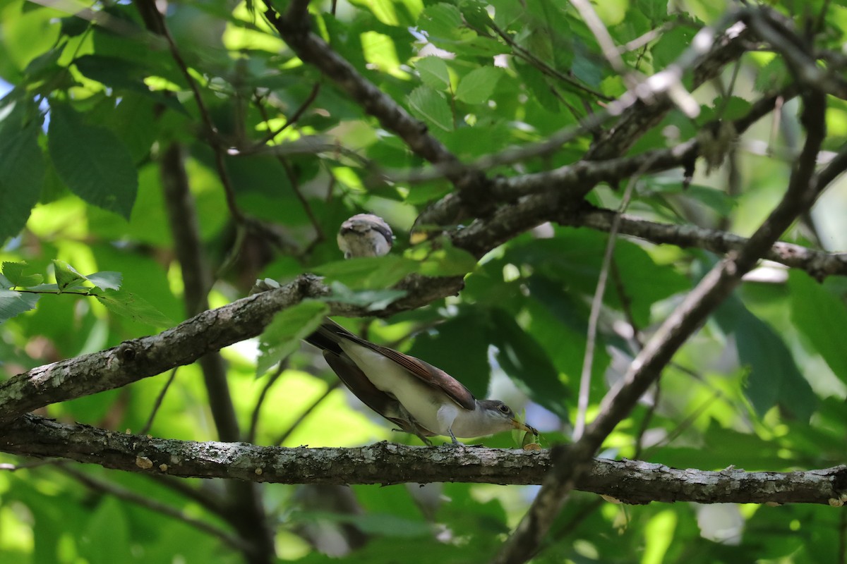 Yellow-billed Cuckoo - ML622711379
