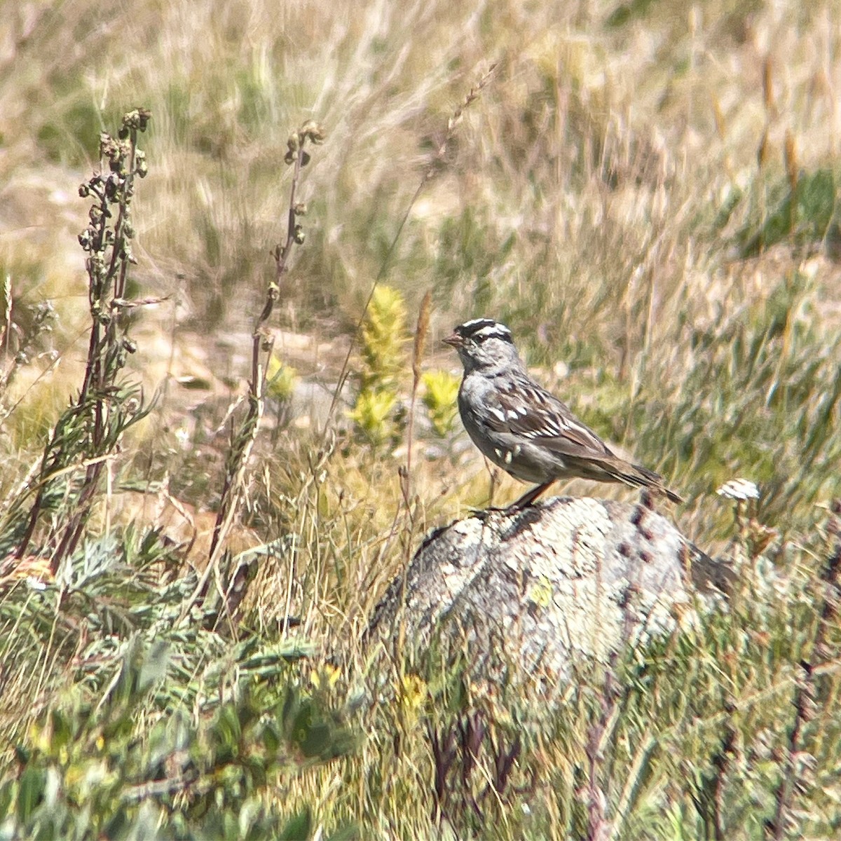 White-crowned Sparrow - ML622711391