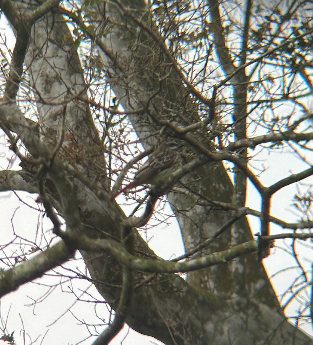 Sulphur-bellied Flycatcher - ML622711395