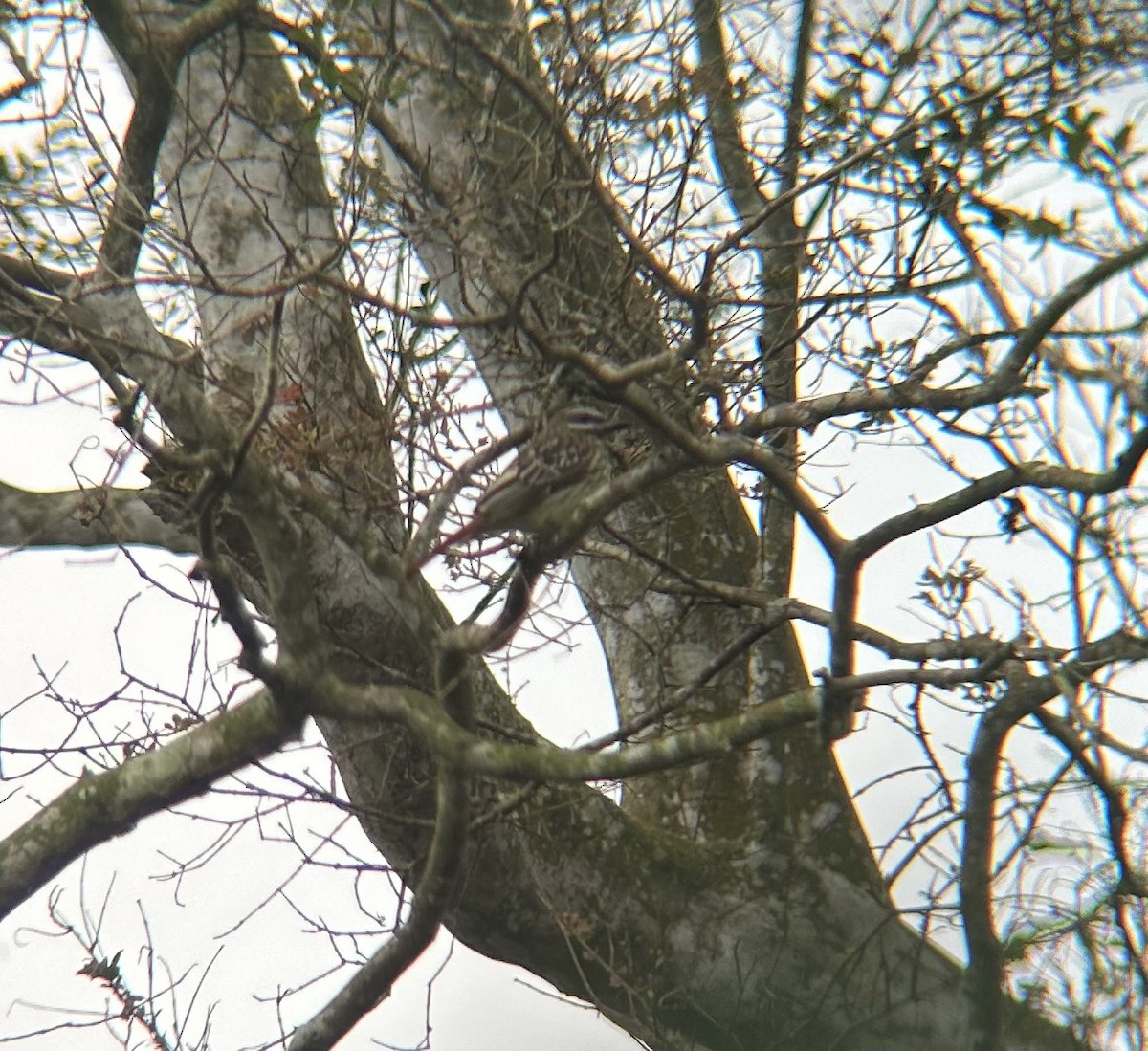 Sulphur-bellied Flycatcher - ML622711396