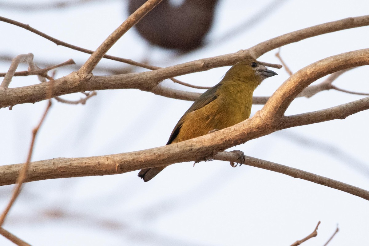 Golden-bellied Euphonia - ML622711429