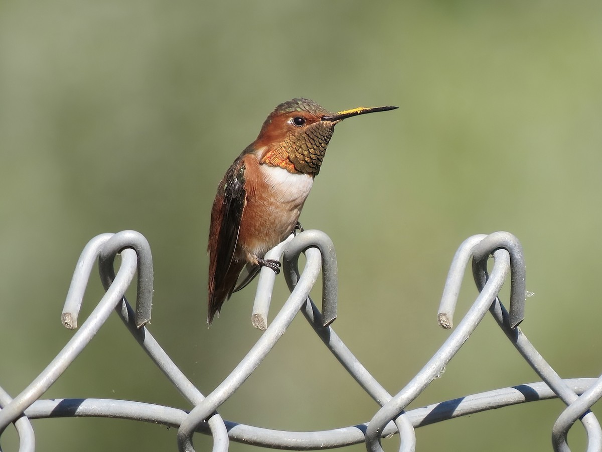 Allen's Hummingbird - ML622711430