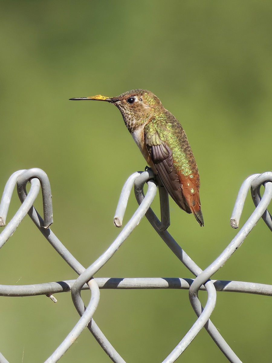 Rufous/Allen's Hummingbird - ML622711432