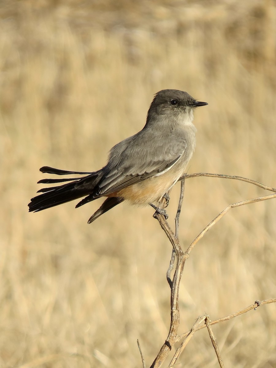 Say's Phoebe - ML622711434