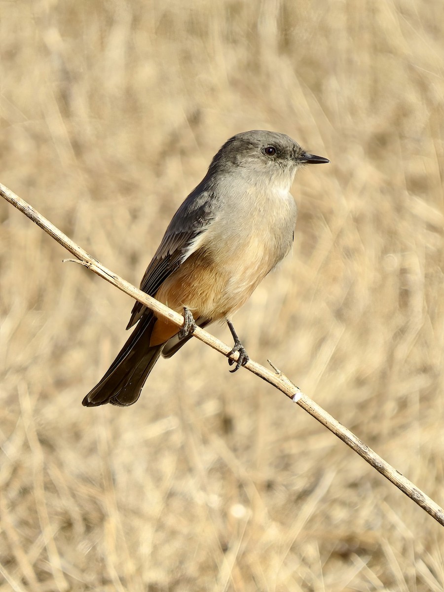 Say's Phoebe - ML622711435